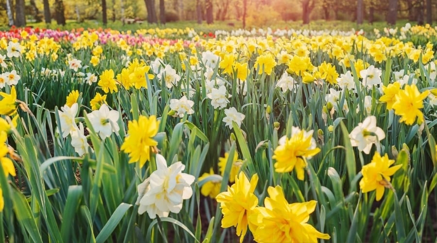 Field of Yellow, White, and Pink Flowers
