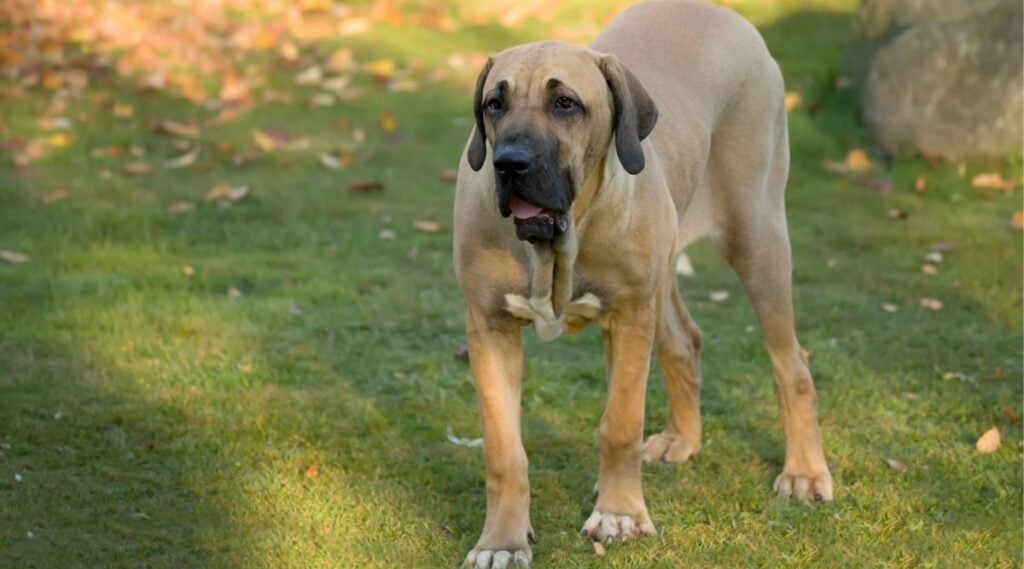 Fila Brasileiros dog in a yard.