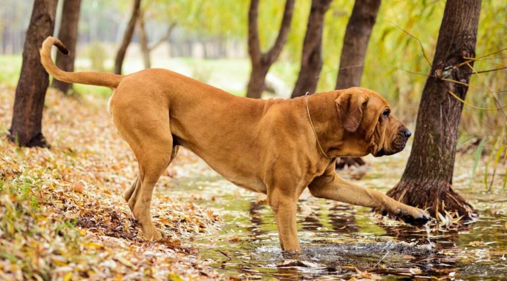 Fila Brasileiro (Brazilian Mastiff) dog at pond touching water.