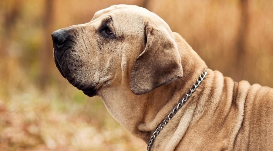 Fila Brasileiro Dog Outdoors