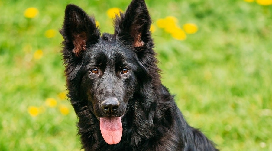 Finding a Black GSD