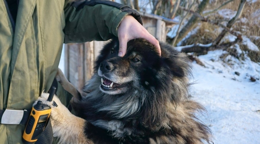 Finnish Lapphund Next To Owner