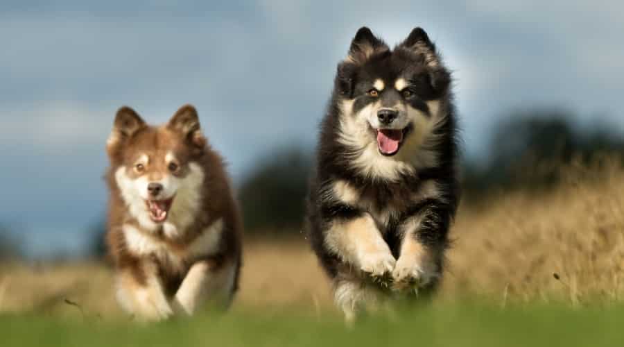 Finnish Lapphund dogs running.