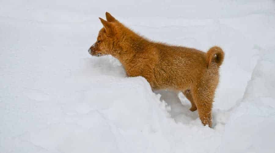 Finnish Spitz Curly Tail