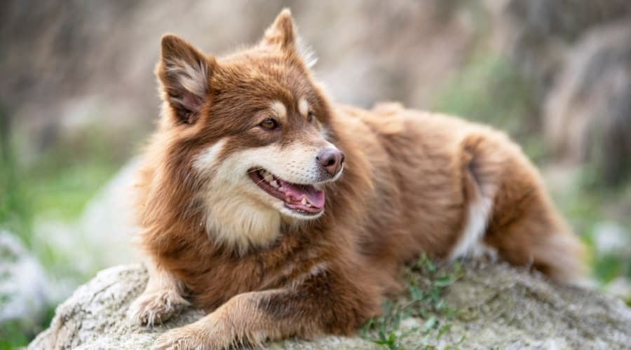 Finnish Spitz Outdoors With Family