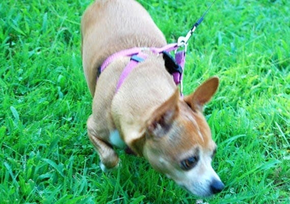 Fiona the Chihuahua, our fourth slow-feed dog bowl tester.