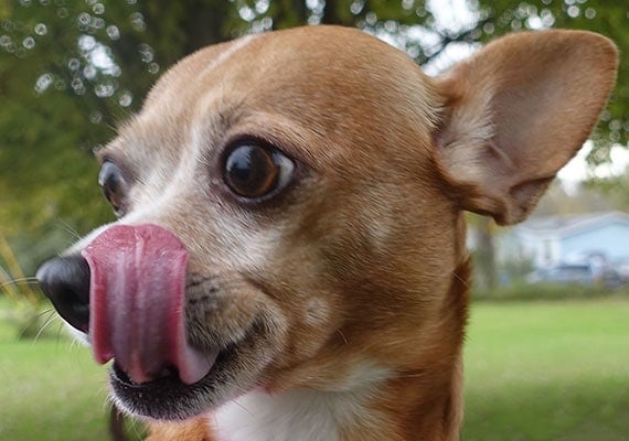 Fiona the Chihuahua small stainless steel dog bowl tester