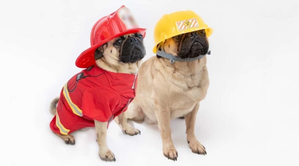 Two pug dogs sitting in fire fighter hats and jacket in red and yellow colors on white background