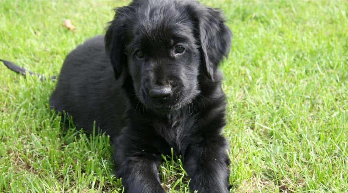 Portrait of a Flat coated retriever puppy in grass