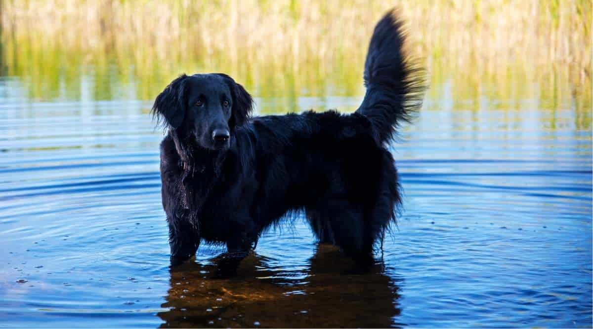 Flat Coated Retriever Swimming In Swedish Lake With Blue Water