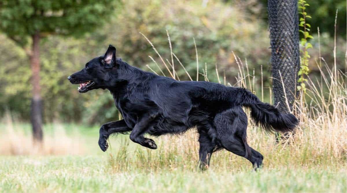 Side shot respectively action shot of a black Flat Coated Retriever dog running across a meadow