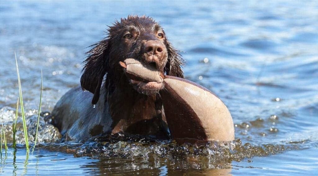 Close-up of Flat Coated Retriever in water with duck dummy.