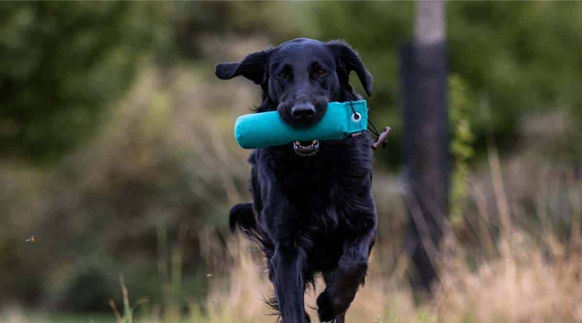 Flat-Coated Retriever with blue toy in mouth