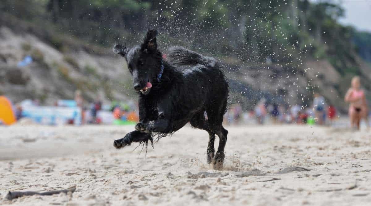 Flat coated retriever running by the baltic sea