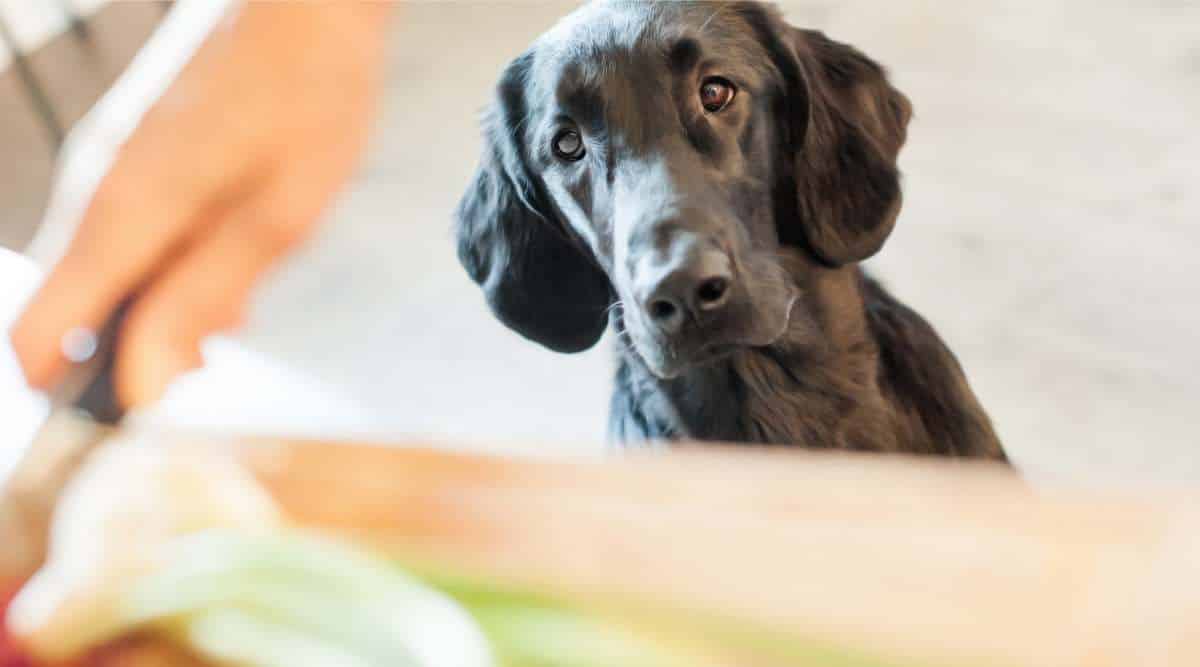 Flat Coated Retriever waiting while Mommy is cooking