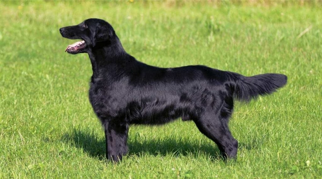 Typical Flat Coated Retriever in the meadow