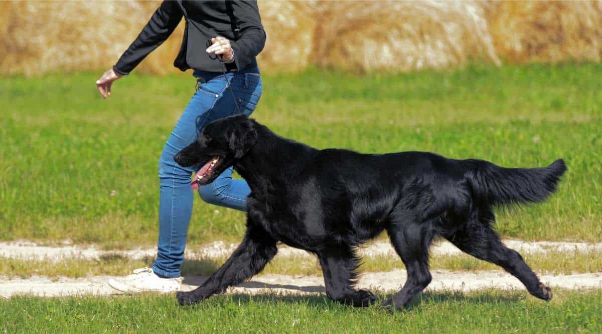 Typical Flat Coated Retriever in the meadow with walker