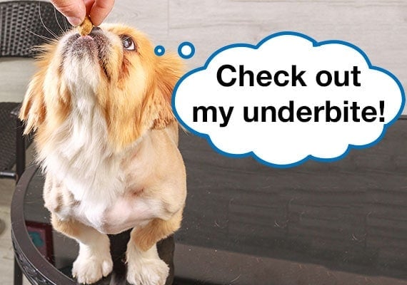 Flat-faced Pekingese dog with head raised showing underbite on jaw.