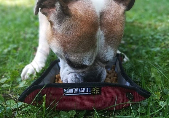 Flat Faced Bulldog eating from Mountainsmith Collapsible K-9 Backbowl