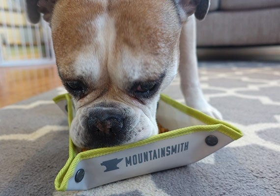 Flat-faced Bulldog eating from K-9 Backbowl travel dog bowl.