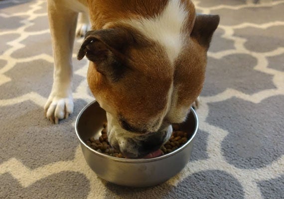 Flat-faced Bulldog eating out of Basis Pet stainless steel dog bowl