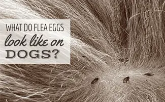 do eggs help a dogs dry skin