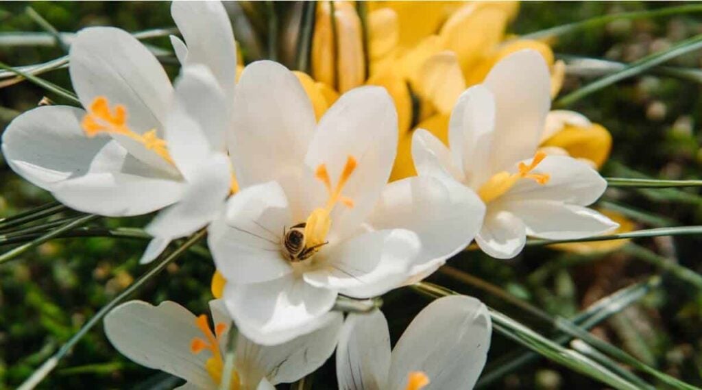 Orange Blossom