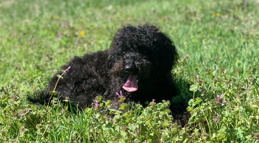 Fluffy Black Dog Panting in Grass