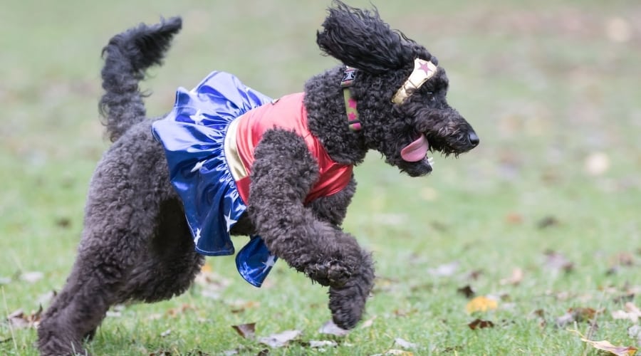 Fluffy Black Dog Playing Outside