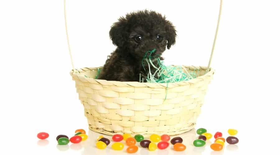 Fluffy Black Dog in an Easter Basket