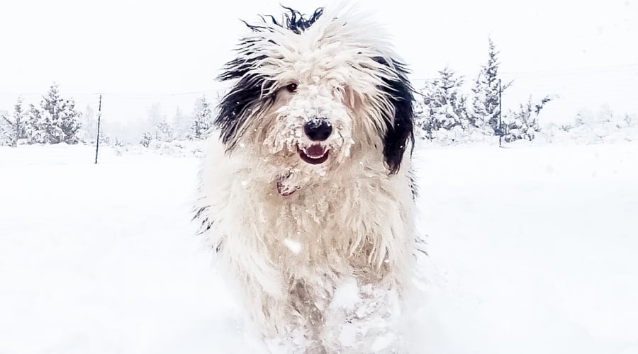 Fluffy Dog Running in the Snow