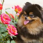 Photo of Juli Rose