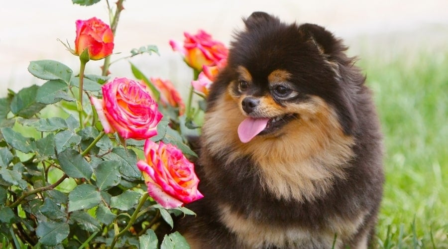 Fluffy Black and an Dog Next to Pretty Flowers on a Bush
