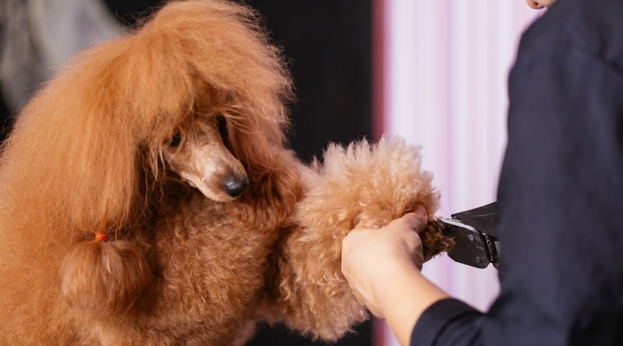Fluffy Poodle getting groomed.