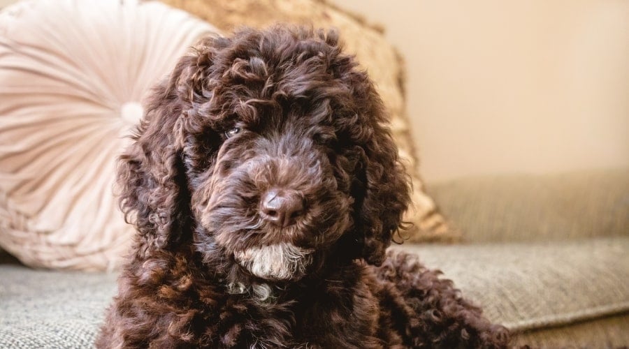 Fluffy Brown Dog Indoors