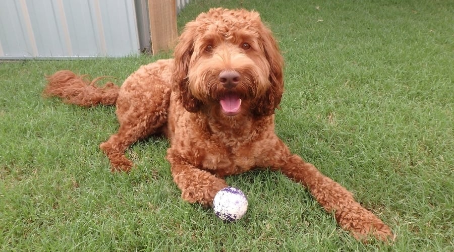 Fluffy Brown Dog With a Ball