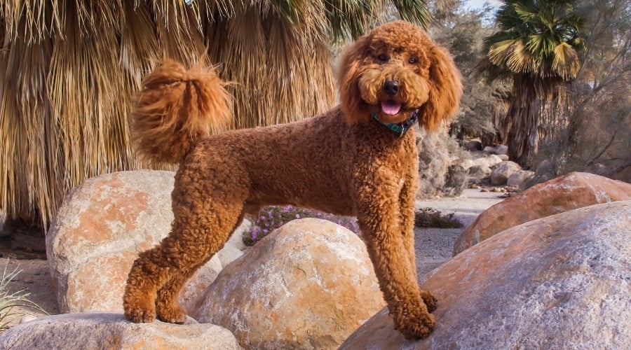 Fluffy Brown Dog in a Desert Garden