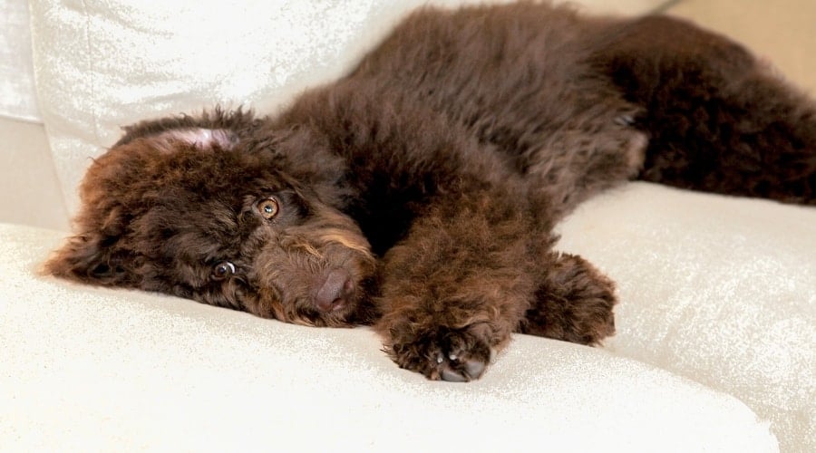 Fluffy Brown Puppy Lying Down
