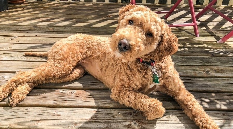Fluffy Caramel Dog Lying on the Ground