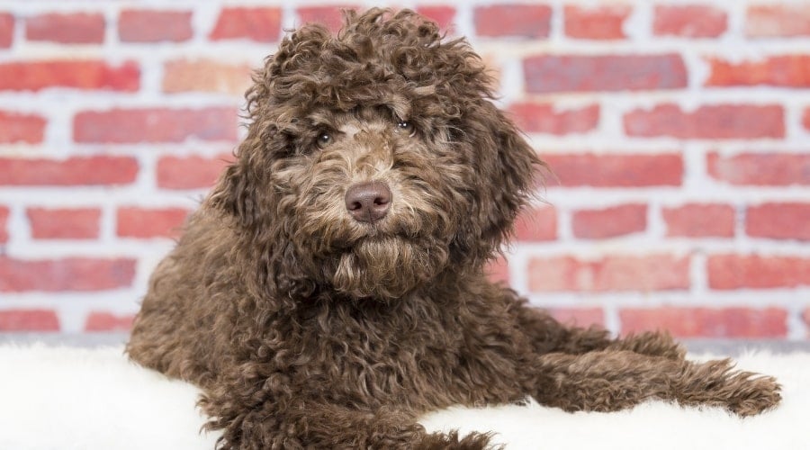 Fluffy Chocolate Dog Posting in Front of a Brisk Wall