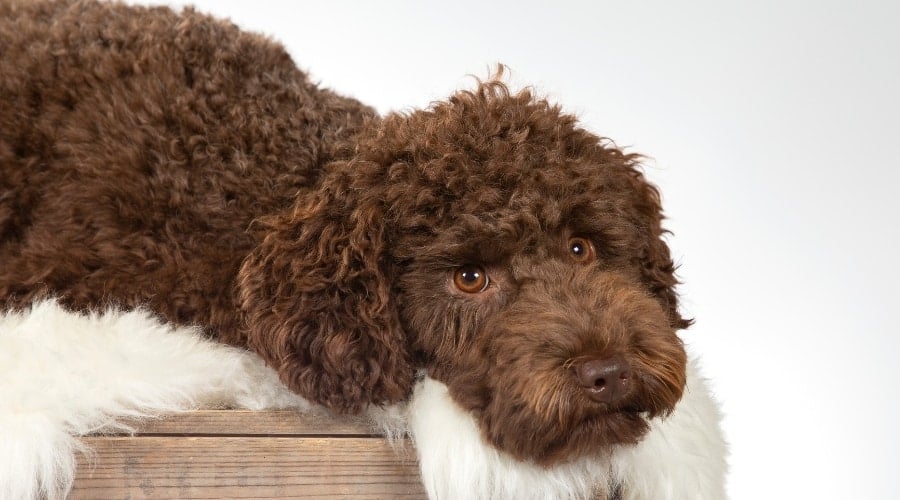 Fluffy Chocolate Dog Resting Its Head