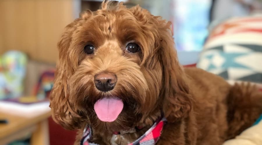 Fluffy Chocolate Dog With Tongue Out