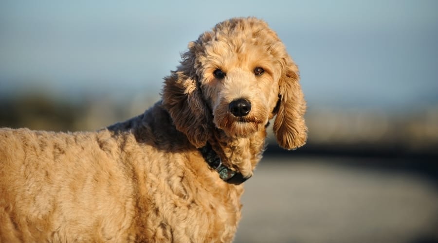 Fluffy Coated Dog Outdoors on Beach