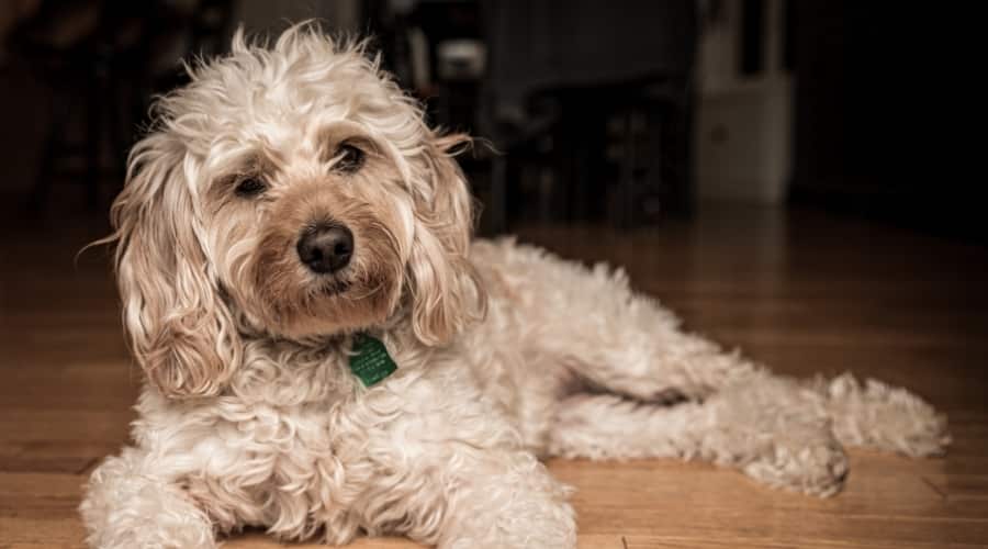 Fluffy Cream Dog Lying Down