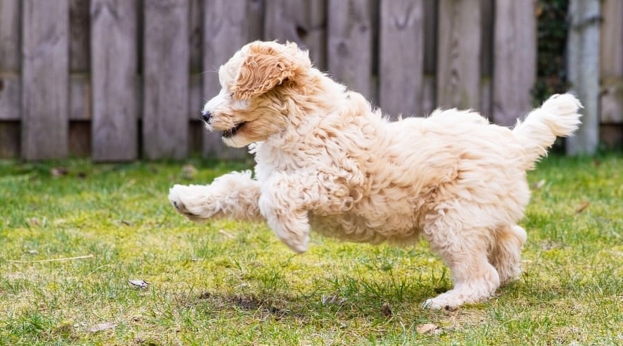 Fluffy Cream Puppy Playing Outside