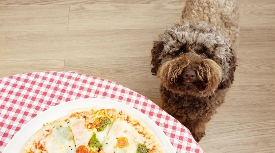 Fluffy Dog Begging for Food