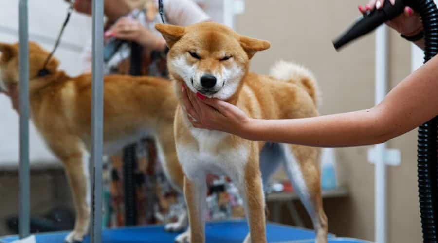 Fluffy Dog Being Blow Dried
