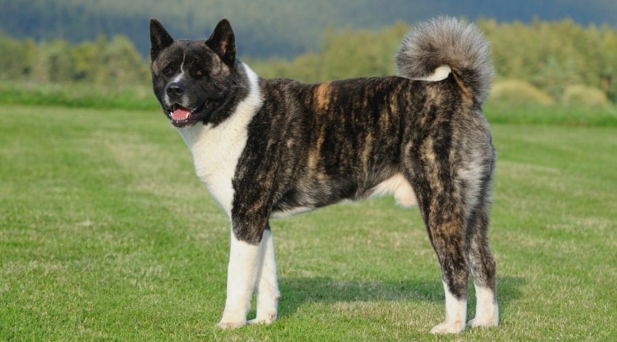 Fluffy Dog Breed Outdoors in Grass