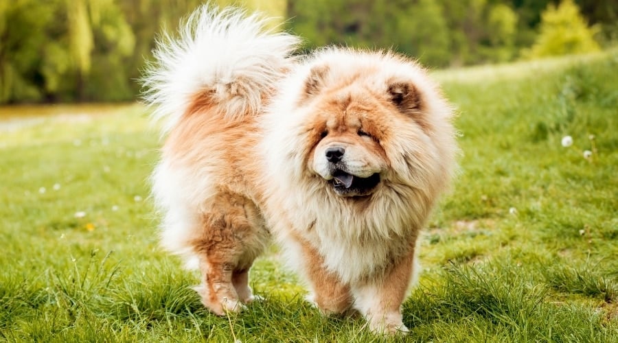 Fluffy Dog Breed With Blue Tongue Outdoors