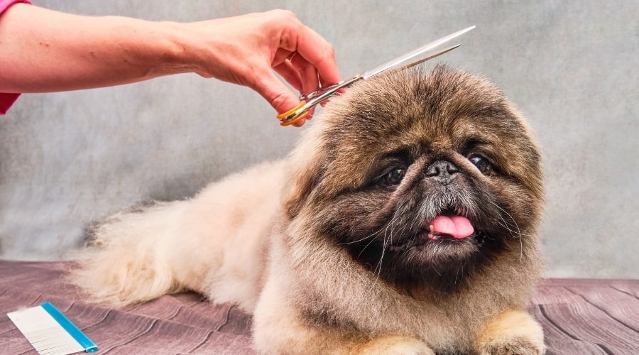 Fluffy Dog Getting Fur Trimmed